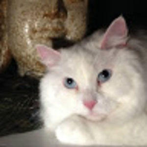 Meet your Posher, Gina